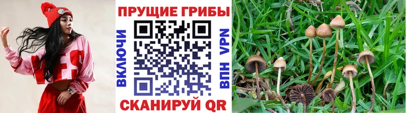 ссылка на мегу сайт  Карабулак  Галлюциногенные грибы Magic Shrooms 